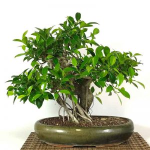 guía bonsái de ficus