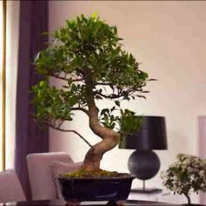guía bonsái de ficus interior
