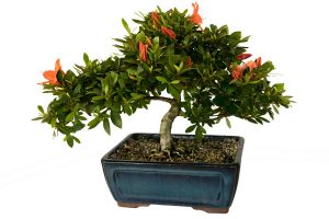 universobonsai-cultivo-bonsai-comprar-bonsai